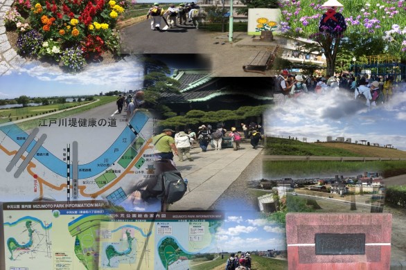 花菖蒲の水元公園