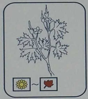 アメリカフウロ（フウロソウ科）