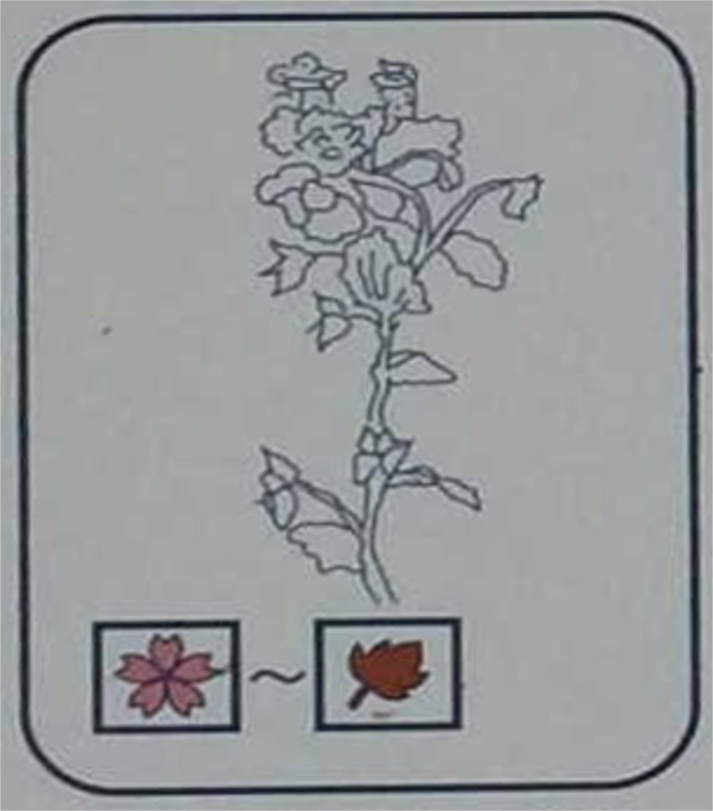 オオイヌノフグリ（ゴマノハグサ科）