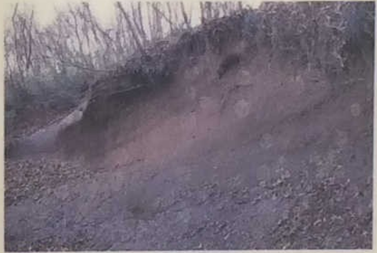 上総層群(かずさそうぐん)