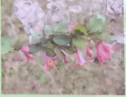 ウグイスカグラ スイカズラ科