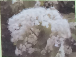 ガマズミ スイカズラ科