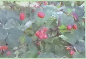 オトコヨウゾメ スイカズラ科