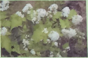 コゴメウツギ バラ科