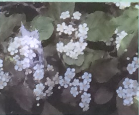 カマツカ バラ科