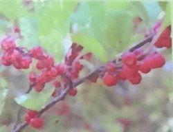 ウメモドキ モチノキ科