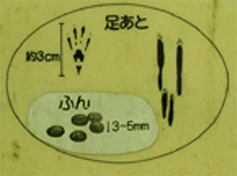 ボンドリス 足あと