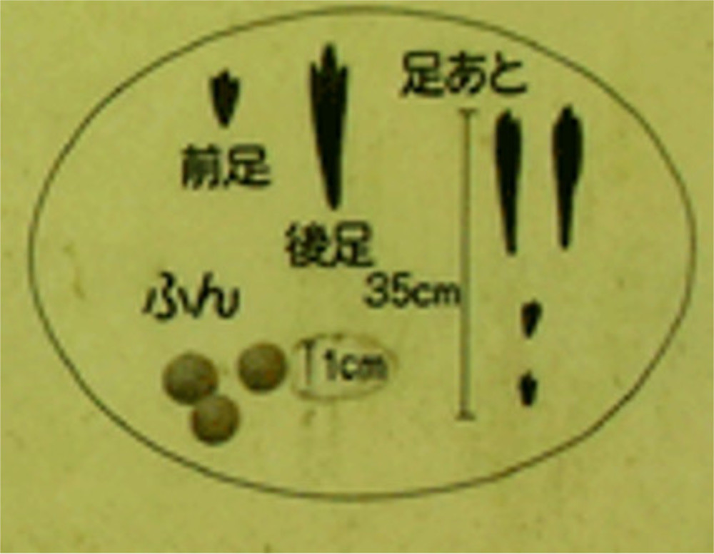 ノウサギ 足あと