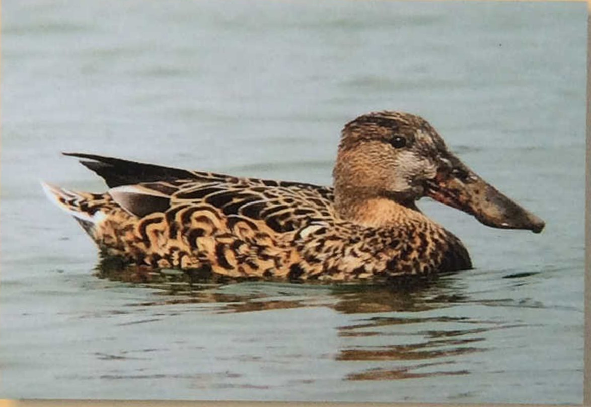 ■ハシビロガモ