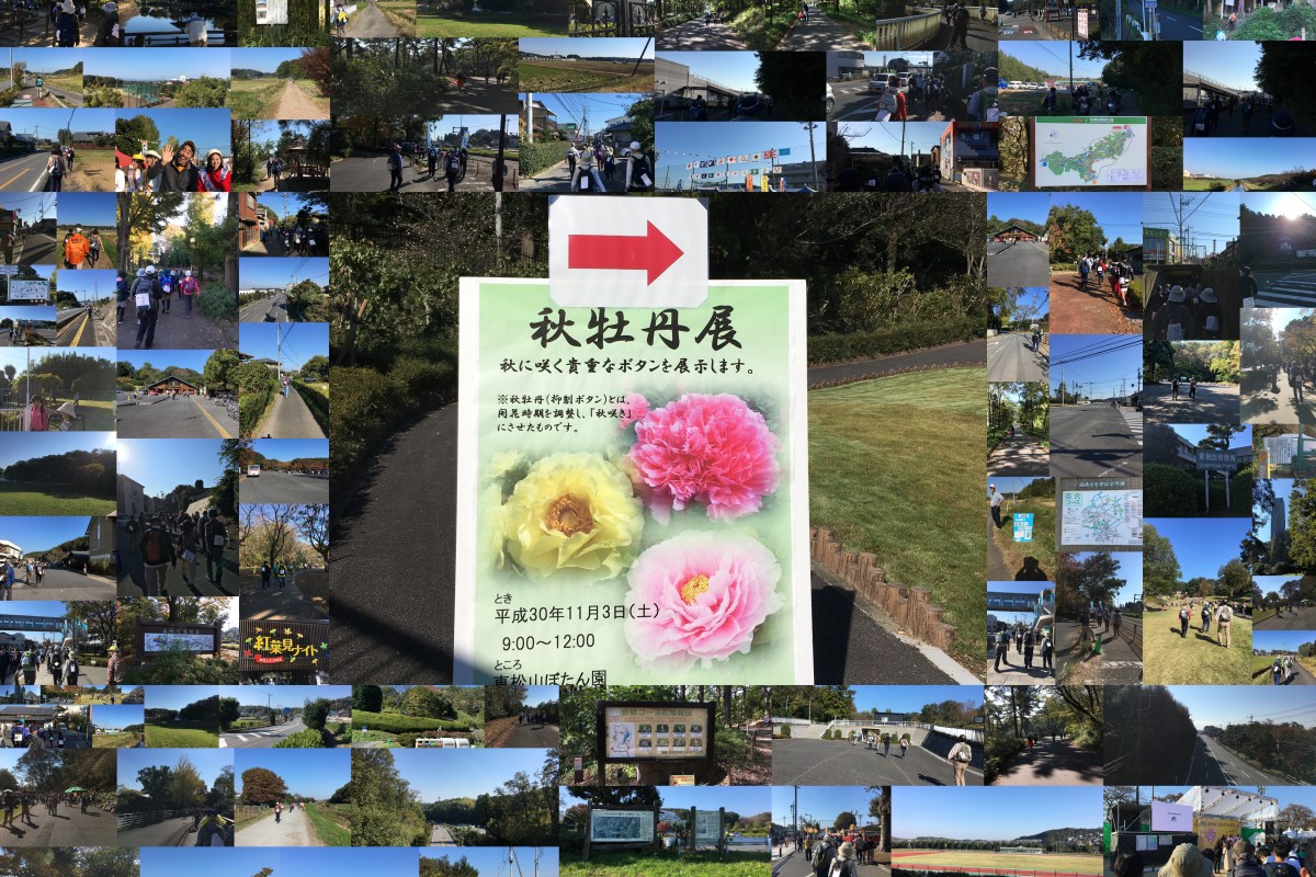 第41回日本スリーデーマーチ　2日目　11／3土曜日　吉見百穴・森林公園ルート２０㎞