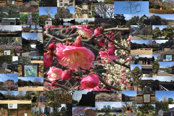 2月度ちよだ皇居周辺リフレッシュウオーク２０１９