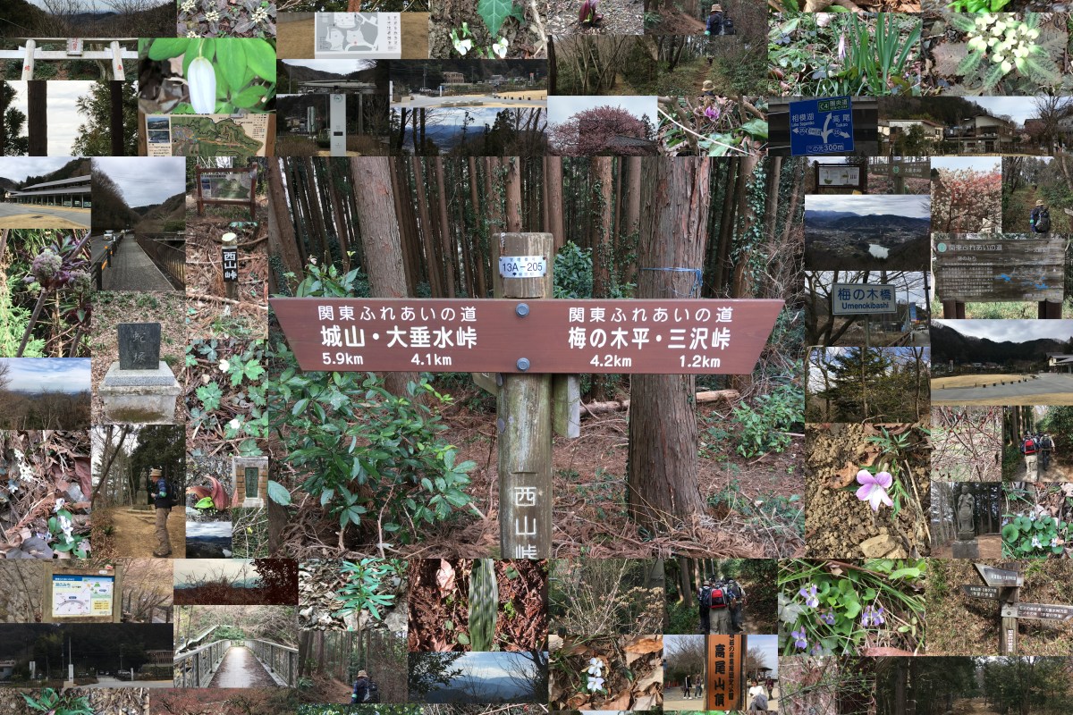 「南高尾山稜から高尾山へ」3月10日高尾・陣場ファンクラブハイキング