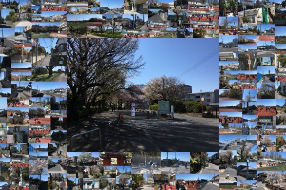 第13回　下総・江戸川ツーデーマーチ　第1日目　2019年4月13日（土）　真間川文学の道コース