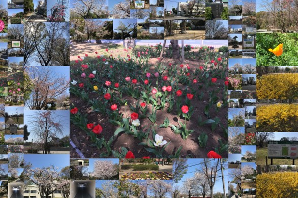 朝霞の公園（あけぼの公園、はなみずき公園、朝霞中央公園、朝霞の森、青葉台公園、天ケ久保児童遊園、根岸台6丁目児童公園）をめぐるウオーキングロード 4月６日土曜日.jpg