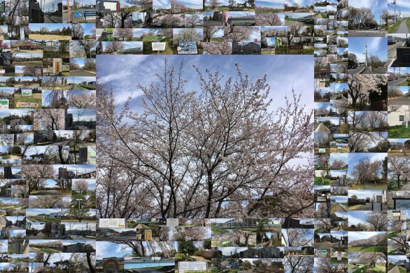 朝霞・和光・新座 サクラをめぐる散歩道 4月5日金曜日