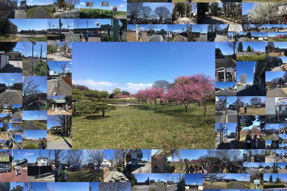 第２０回記念　古河まくらがの里花桃ウオーク　２日目まくらがの里古河の歴史を訪ねて　3月2４日日曜日　桜と街道コース