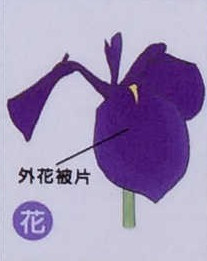 ノハナショウブ