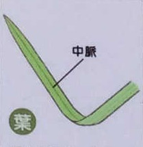 ノハナショウブ葉