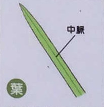 ハナショウブ葉