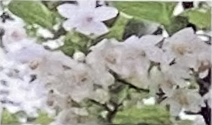 花期は5月頃、横枝から出た小枝の先端に房状に白い花を下向きに多数