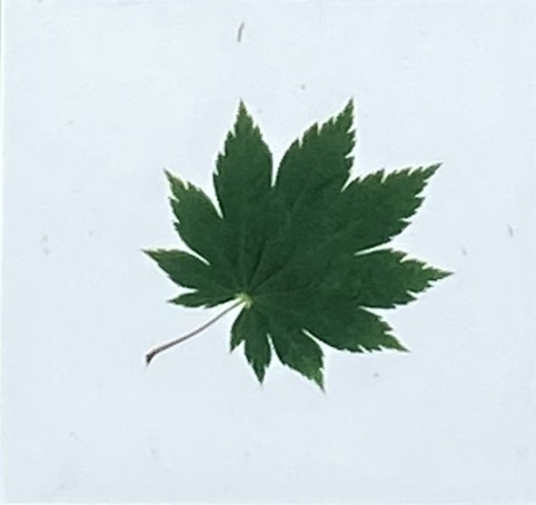 ハウチワカエデ