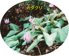 カタクリ