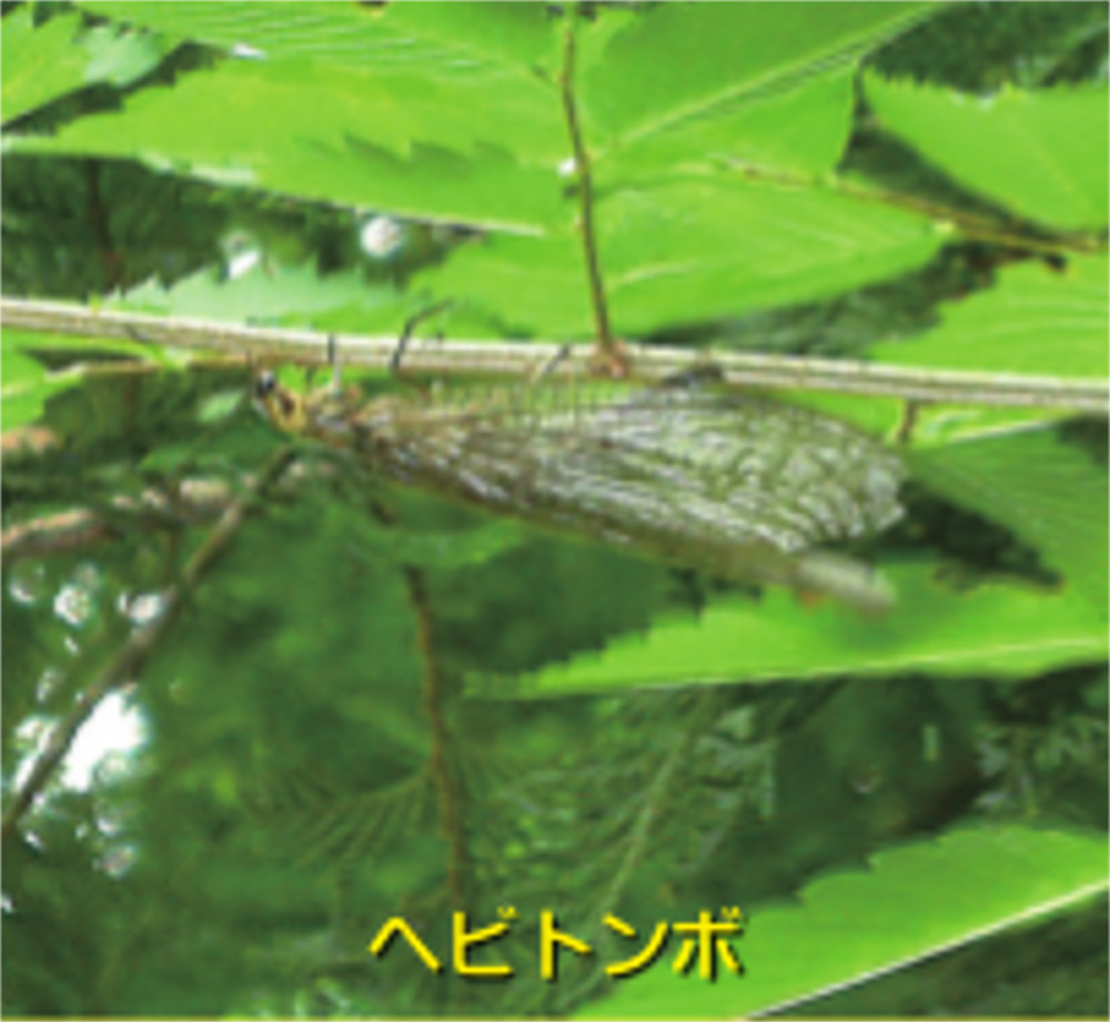 ヘビトンボ