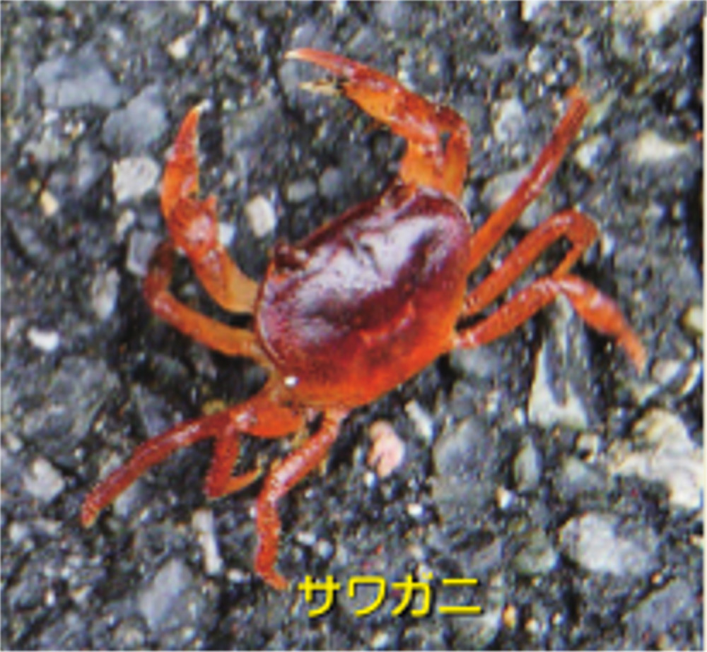 サワガニ