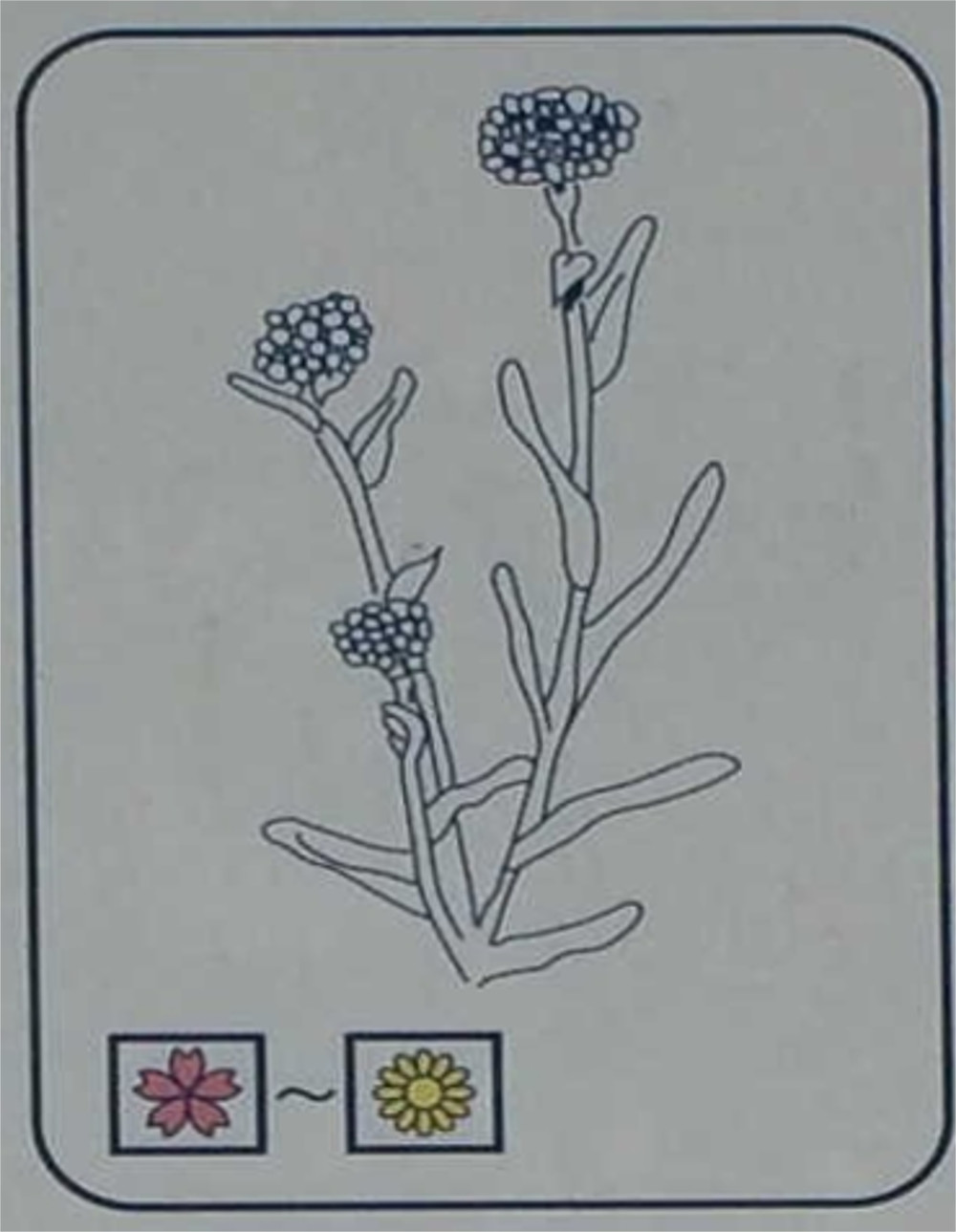 ハハコグサ（キク科）