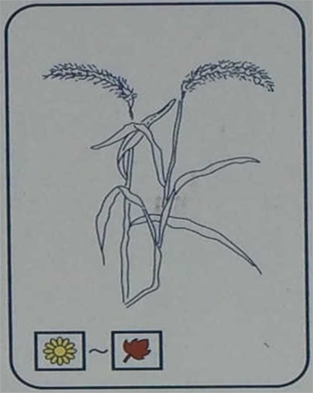 エノコログサ（イネ科）