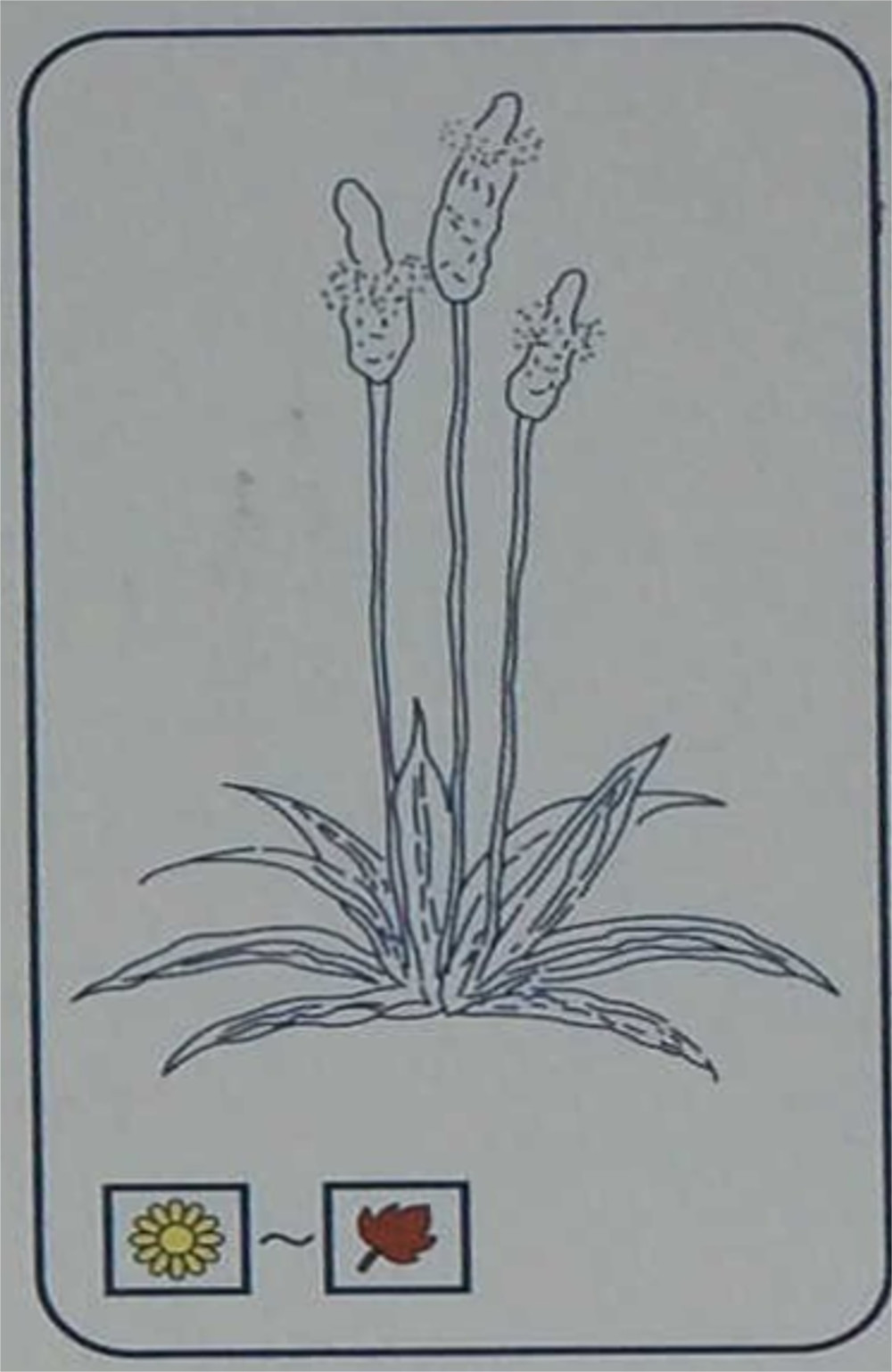 ヘラオオバコ（オオバコ科）