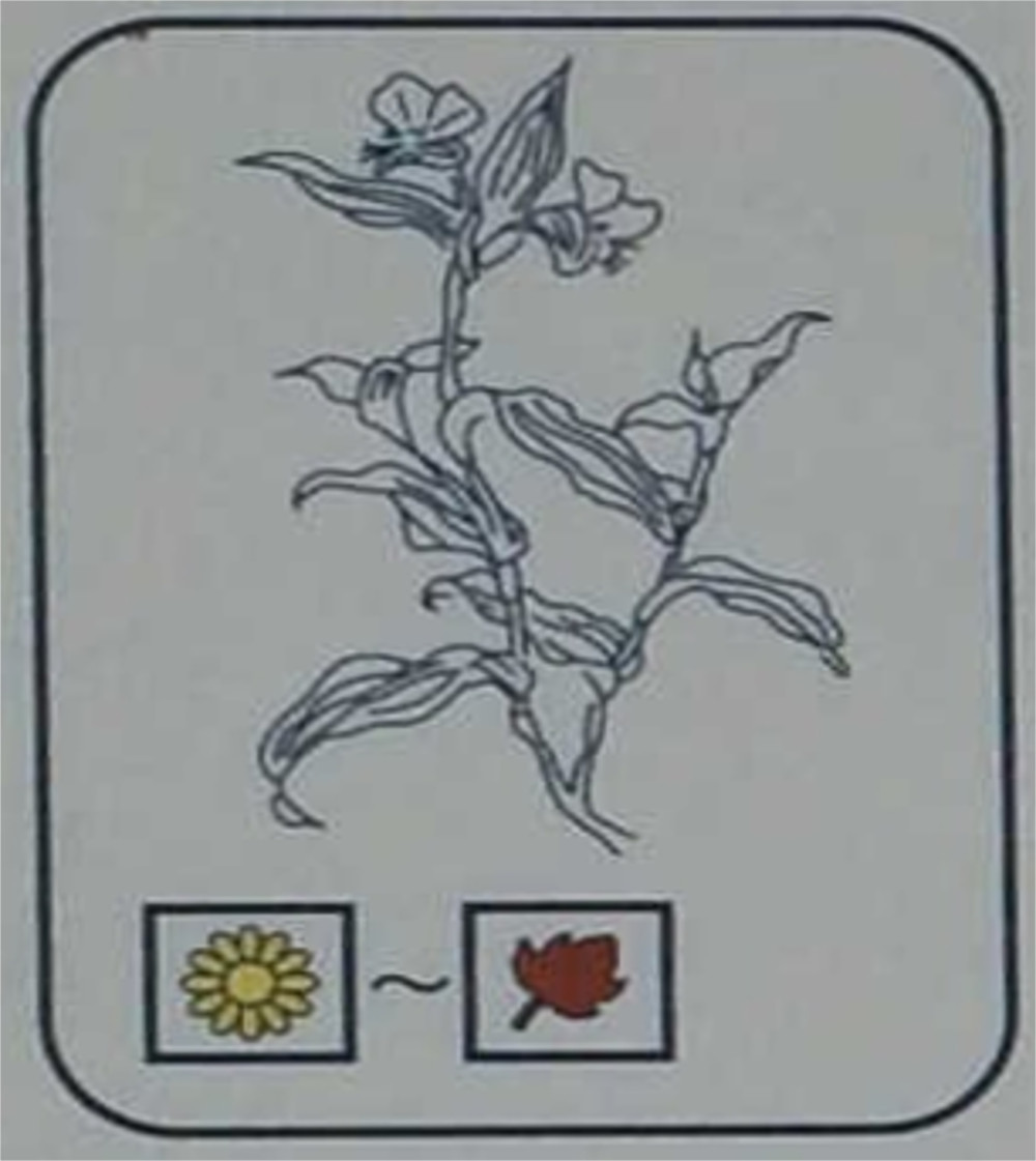 ツユクサ（ツユクサ科）