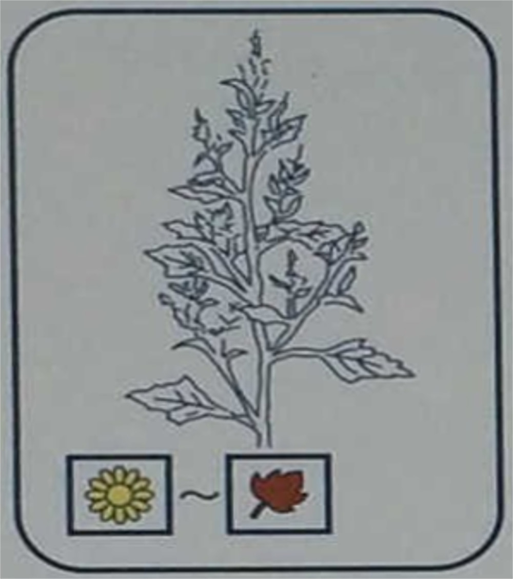 アカザ（アカザ科）