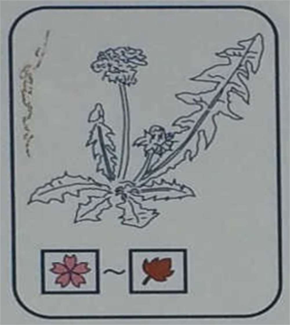 セイヨウタンポポ（キク科）