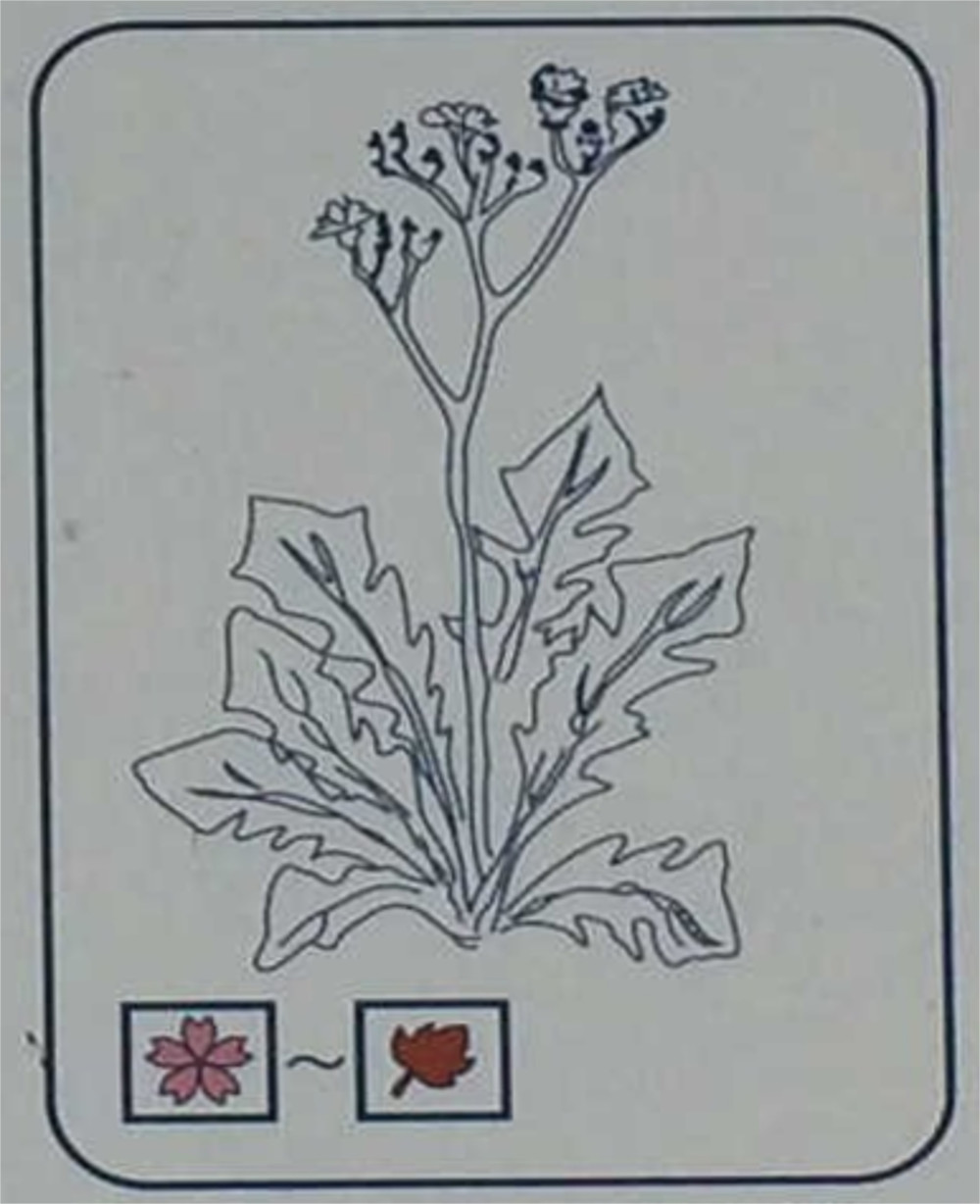 オニタピラコ（キク科）