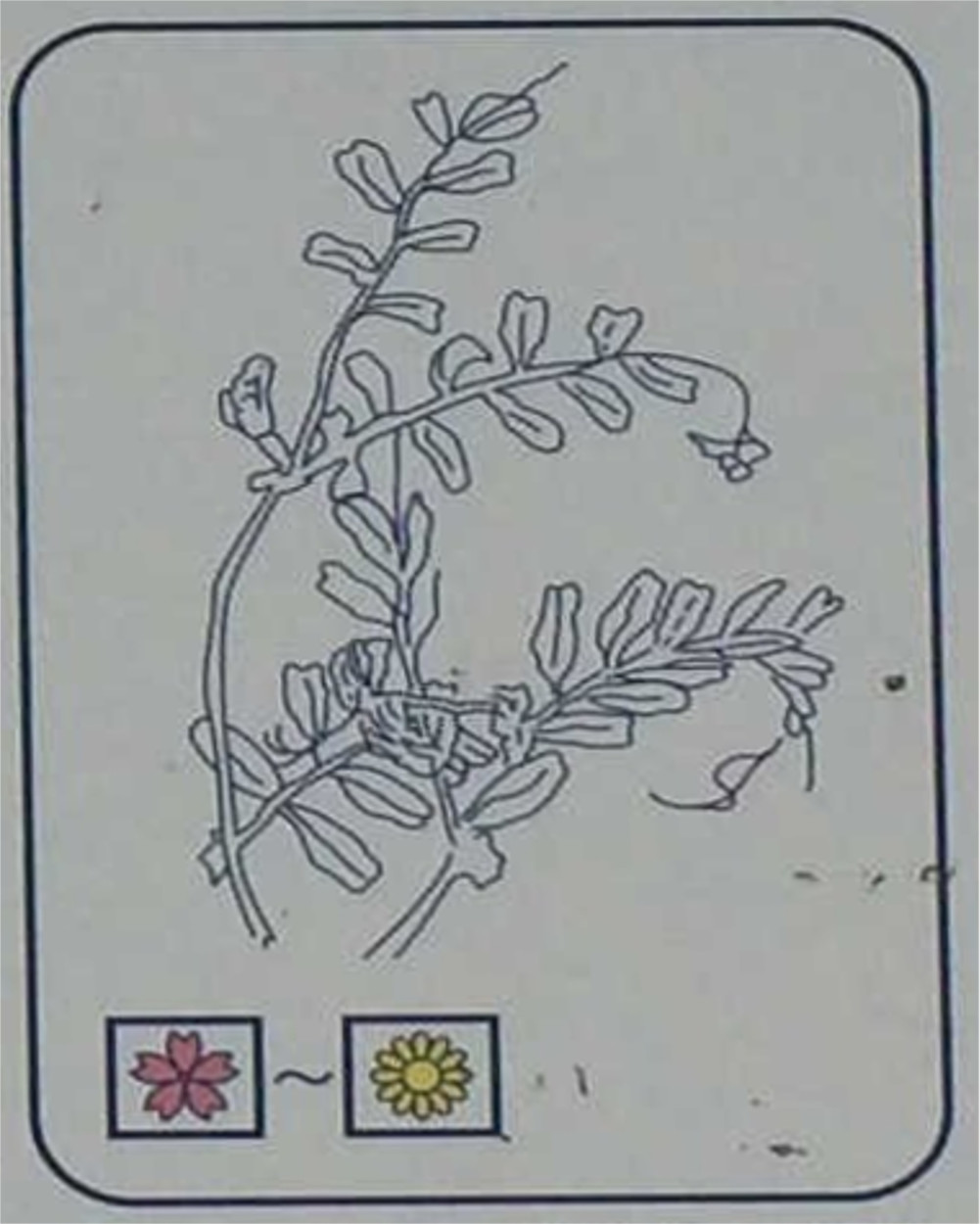カラスノエンドウ（マメ科）