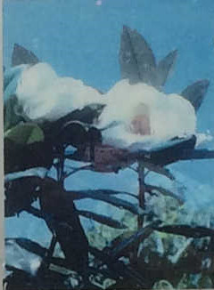 タイサンボク（Grand Magnolla）