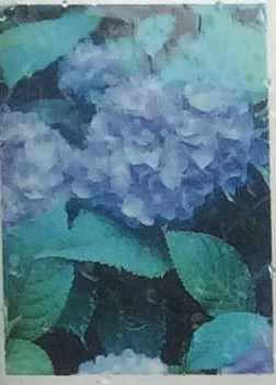 アジサイ（Hydr angea）