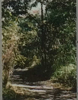 二の丸雑木林(Ni-no-maru grove)