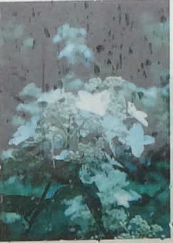 ノリウツギ（Panicle hydrangea）