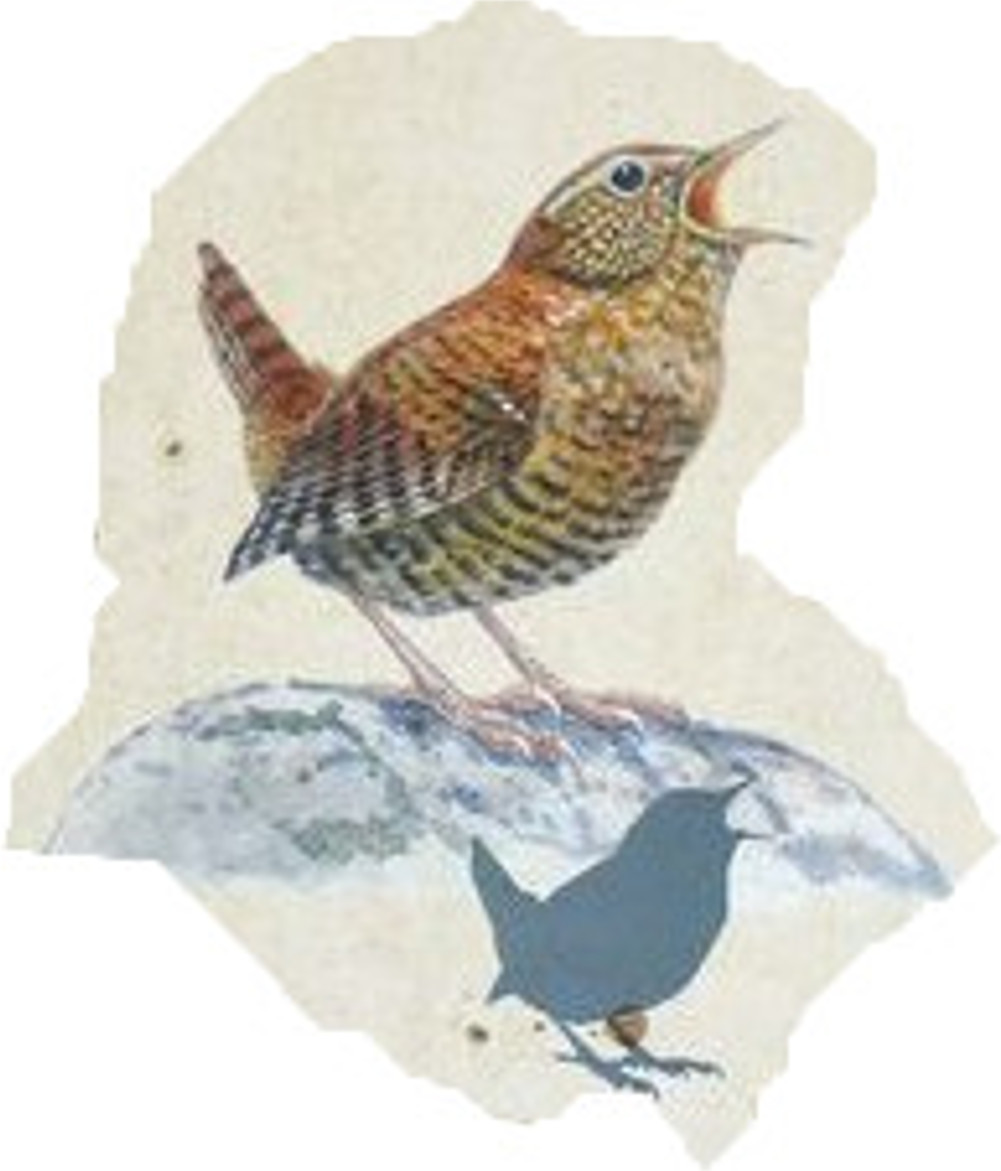 ミソサザイ（留鳥）