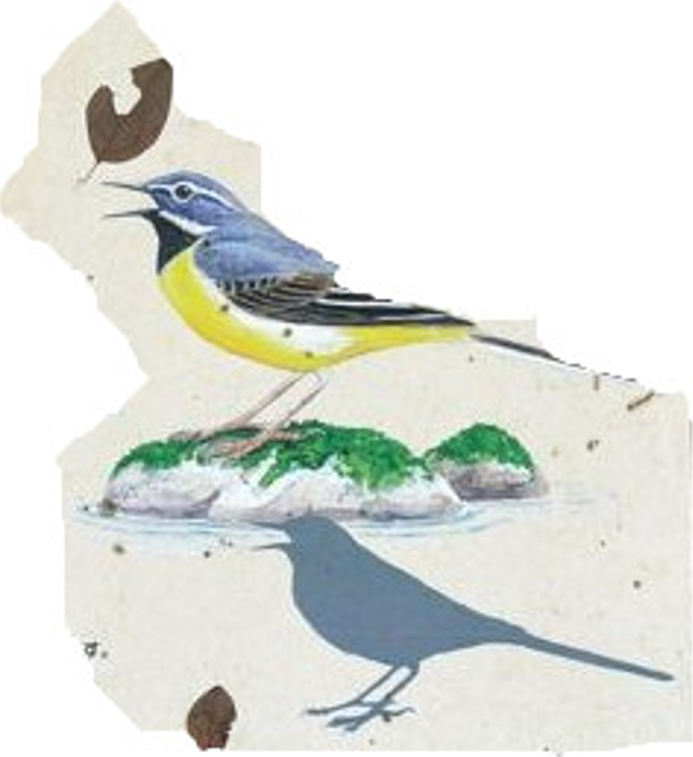 キセキレイ（留鳥）