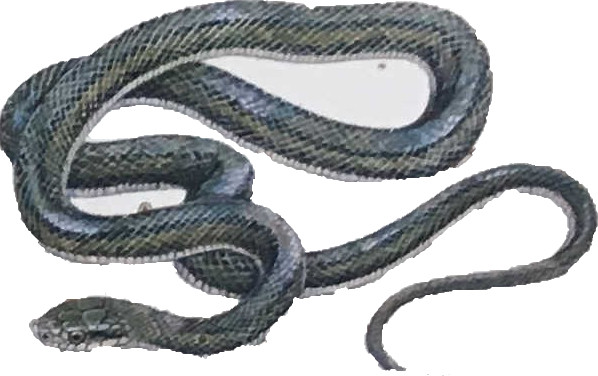 アオダイショウ