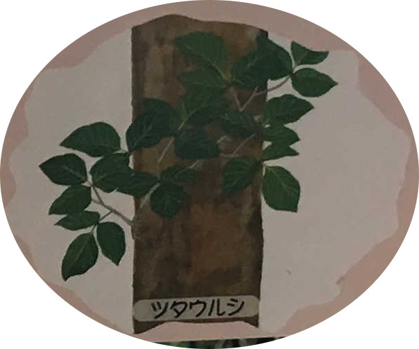 ツタウルシ