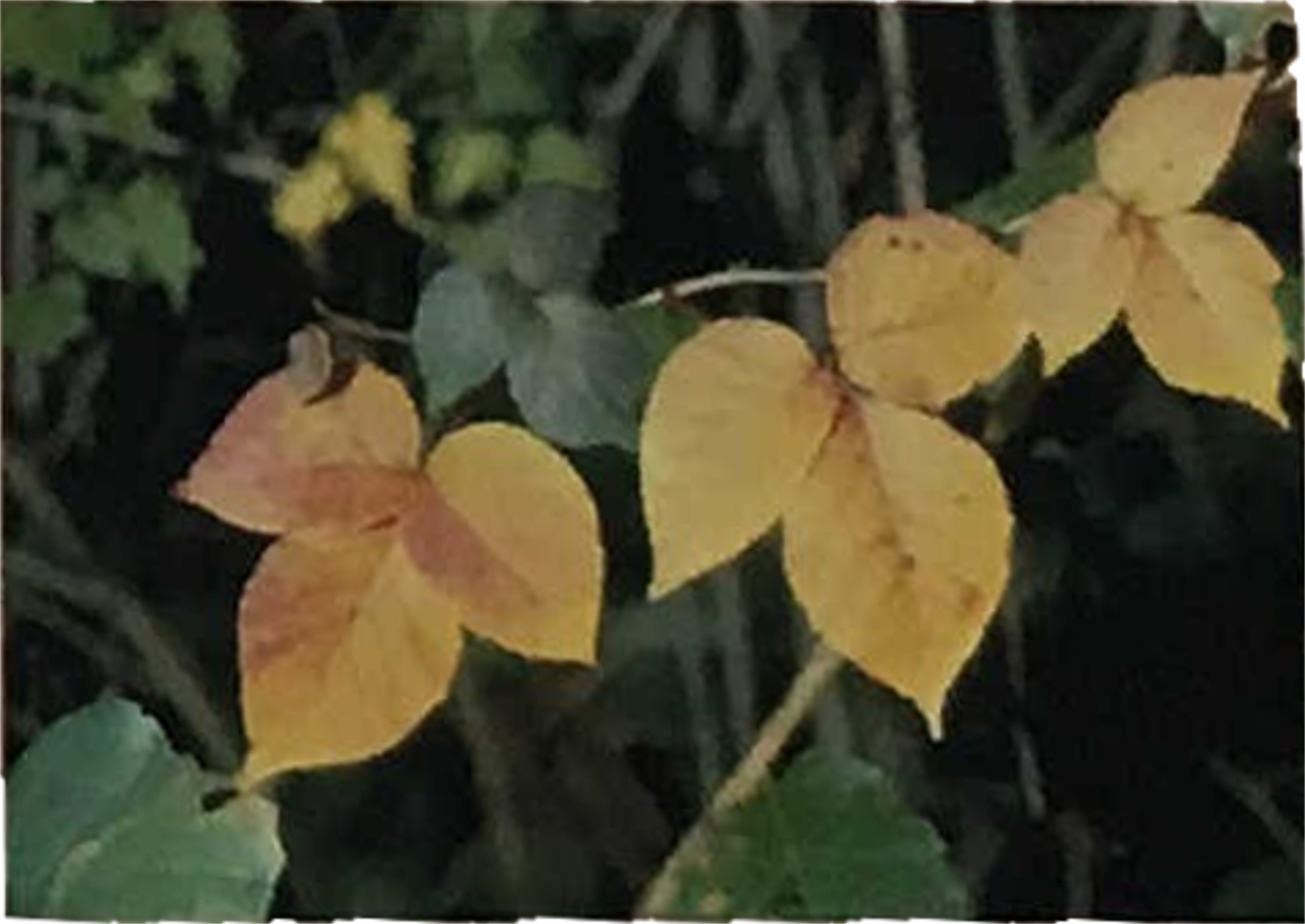 紅葉したツタウルシ