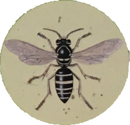 クロスズメバチ