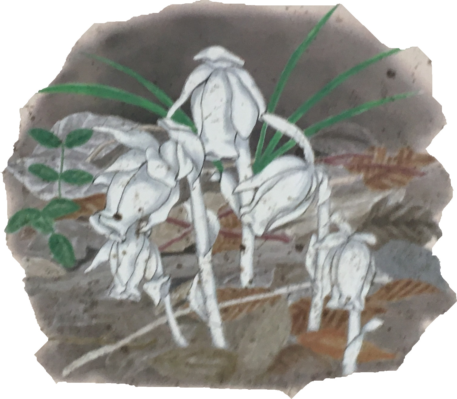 日陰を好む花―キンリョウソウー