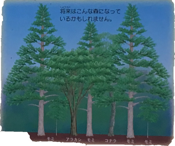 森の中が暗くなると、アカマツは次の世代(せだい)が生長できず、やがて減(へ)ってゆきます。