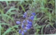 アキノタムラソウ