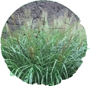 尾花（ススキ）